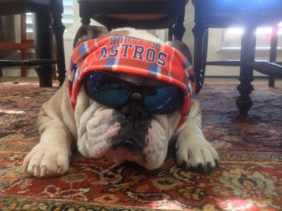 PHOTOS: These cute canines are the 'ulti-mutt' Astros fans!