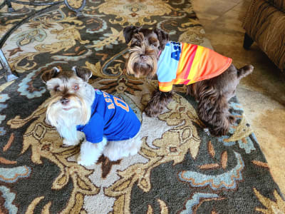 Houston Astros cheerleading pet dress, Astros cheerleader dog dresses,  Astros cat dress, Houston Astros Pet dresses, baseball pet dresses