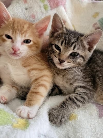 Kitty shack hot sale