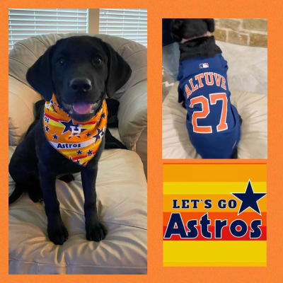 Pets love the Stros! Send photos of your fur baby supporting the Astros  through Click2Pins