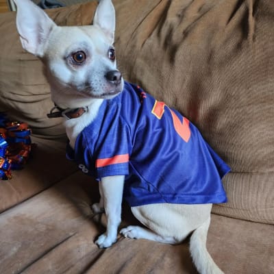 Get Your Dog Game-Day Ready With These Sporty Dog Jerseys