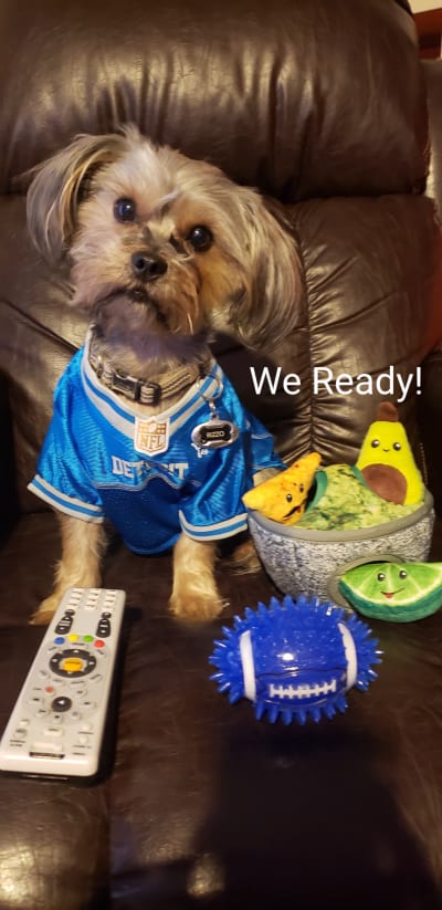 Rizzo dog jersey outlet