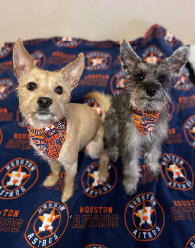 Houston Astros on X: Celebrate Dog Day, presented by @TitosVodka
