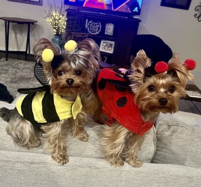 Teacup yorkie halloween costumes online
