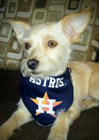 Houston Astros Feather Pet Dress Astros Feather Dog Dresses 