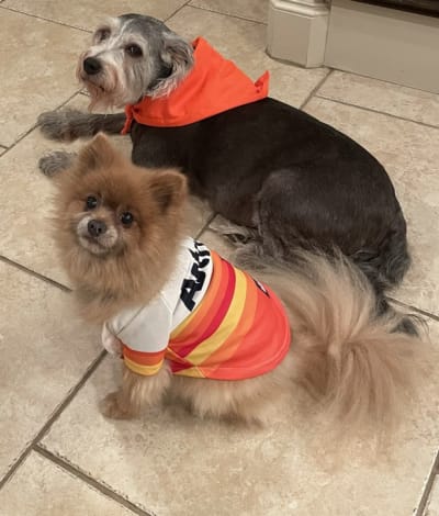 PHOTOS: These cute canines are the 'ulti-mutt' Astros fans!