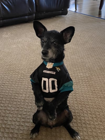 NFL, Dog, Eagles Nfl Dog Football Jersey Size S Nwt