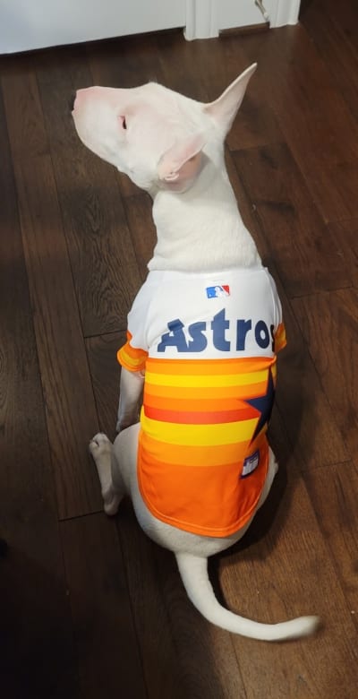 Get Your Dog Game-Day Ready With These Sporty Dog Jerseys