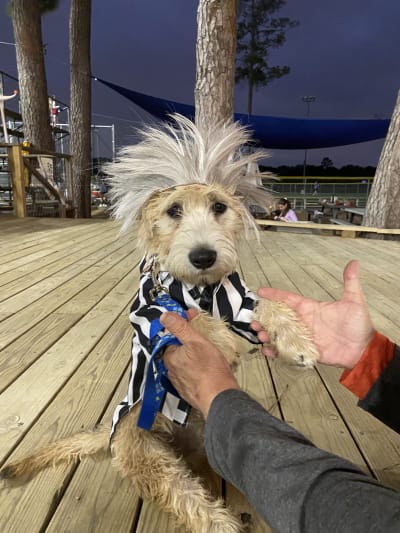 Houston Astros on X: Celebrate Dog Day, presented by @TitosVodka. Spoil  your favorite four legged friend with toys and goodies from the #Astros  Team Store. 🐶:  #ForTheH  /  X