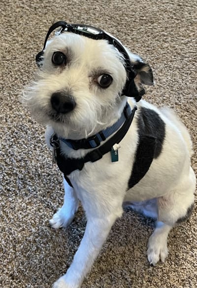 Jack russell schnauzer mix hotsell