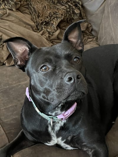 A post from Detroitdogmom in Detroit