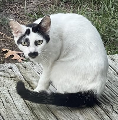 Creepy cat backyard cheap