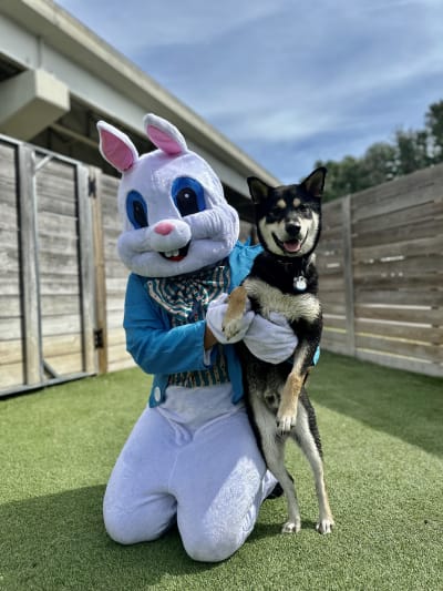 Shiba inu petsmart top