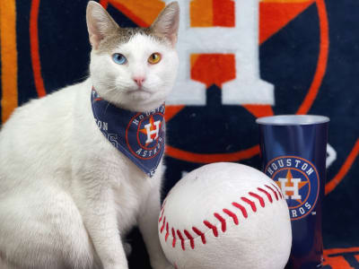 Pets love the Stros! Send photos of your fur baby supporting the Astros  through Click2Pins