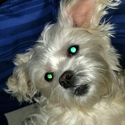 Shih tzu sales rat terrier mix