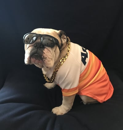 Astros' official 'Dog Day' has a pretty paw-some giveaway