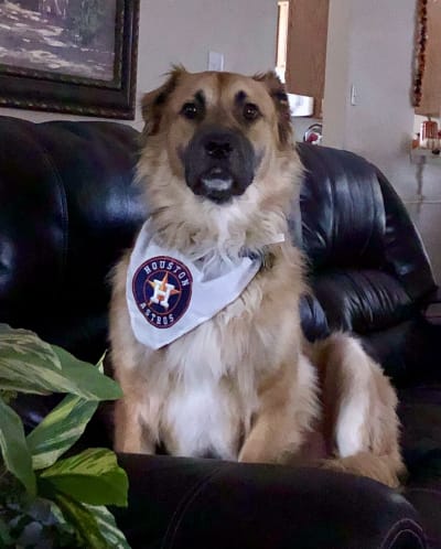 Houston Astros MLB fans Pet Portraits – Picture Parcel
