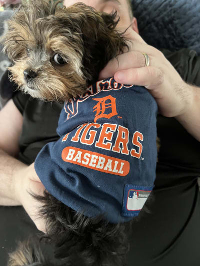 MIPics: Show us your Tigers Opening Day pride!