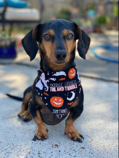 Pets love the Stros! Send photos of your fur baby supporting the Astros  through Click2Pins