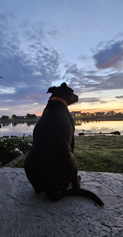 Pets love the Stros! Send photos of your fur baby supporting the Astros  through Click2Pins