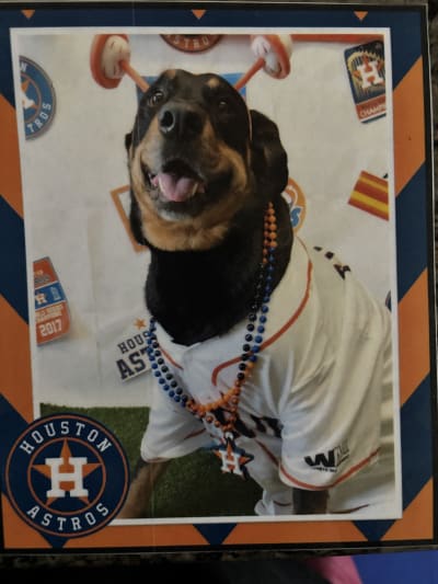 Houston Astros Dog Jersey - Large