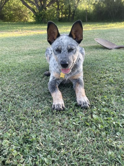 4 month old blue heeler deals