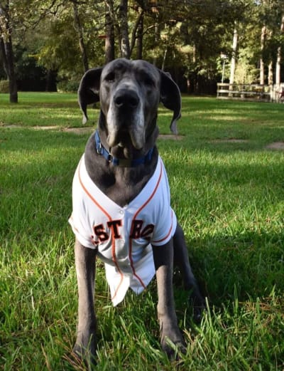 PHOTOS: These cute canines are the 'ulti-mutt' Astros fans!