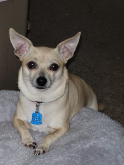 Lemon head chihuahua online