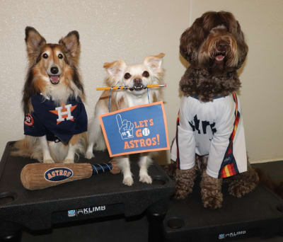 Houston Astros Cheerleading Pet Dress Astros Cheerleader Dog