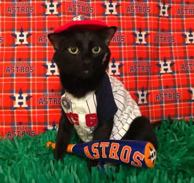 Houston Astros cheerleading pet dress, Astros cheerleader dog dresses,  Astros cat dress, Houston Astros Pet dresses, baseball pet dresses