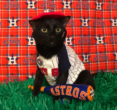 What Has More Lives: The Houston Astros or a Cat?