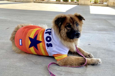 KPRC2 / Click2Houston - PLAY BALL! We love your pets decked out for Houston  Astros #baseball! Ahead of tonight's game, share your photos of furry  friends decked out in #Astros gear with