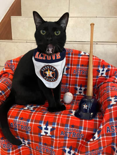 What Has More Lives: The Houston Astros or a Cat?