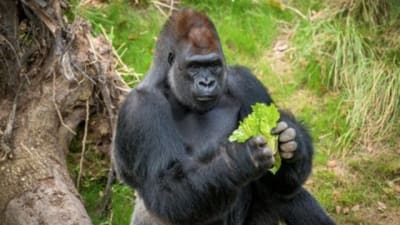 Man's pet monkey goes bananas for Astros