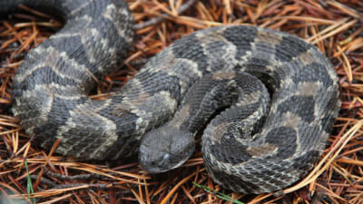 Timber rattlesnake - Wikipedia