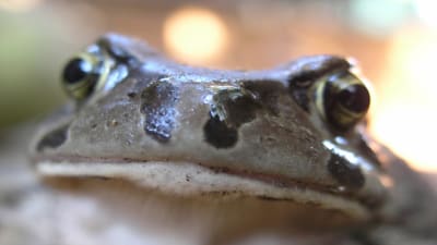 Woman finds frog in salad, keeps it as pet