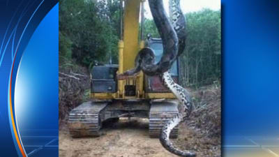 GIANT SNAKE FOUND IN THE RED SEA 