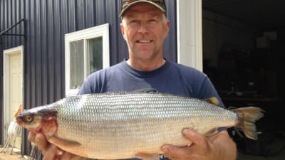 New Michigan state-record cisco fish caught on Lake Ottawa