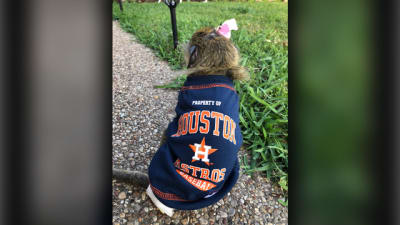 Man's pet monkey goes bananas for Astros