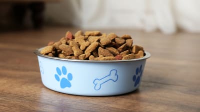 Why You Should Routinely Clean Your Pet's Food and Water Bowls