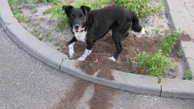 6 Effective Ways to Stop a Dog From Digging Holes