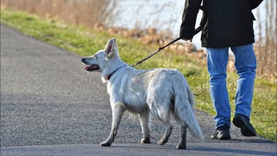 The 10 Best Dog Walkers in Detroit, MI (with Free Quotes)