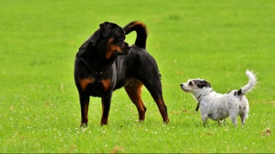 Fun DIY Dog Puzzles for Fido