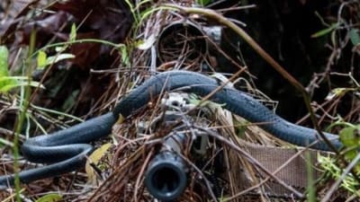 The slithery unwelcome stranger and a pipe snake that escaped death