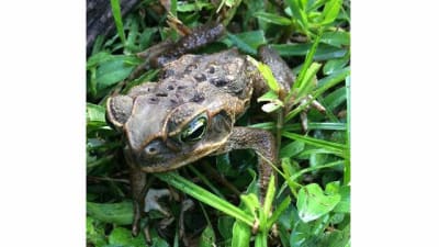 4 Cane Toad Traps Royalty-Free Photos and Stock Images