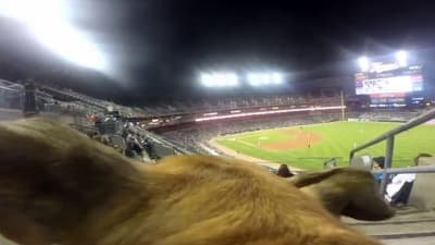 Bark at the Park  Arizona Diamondbacks