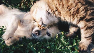 Are Dogs Smarter than Cats?