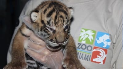 Zoo Miami welcomes baby Sumatran tiger