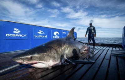 Family on Florida vacation reels in great white shark