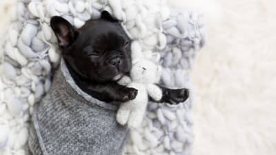 French bulldog puppy gets her very own \'newborn\' photo shoot